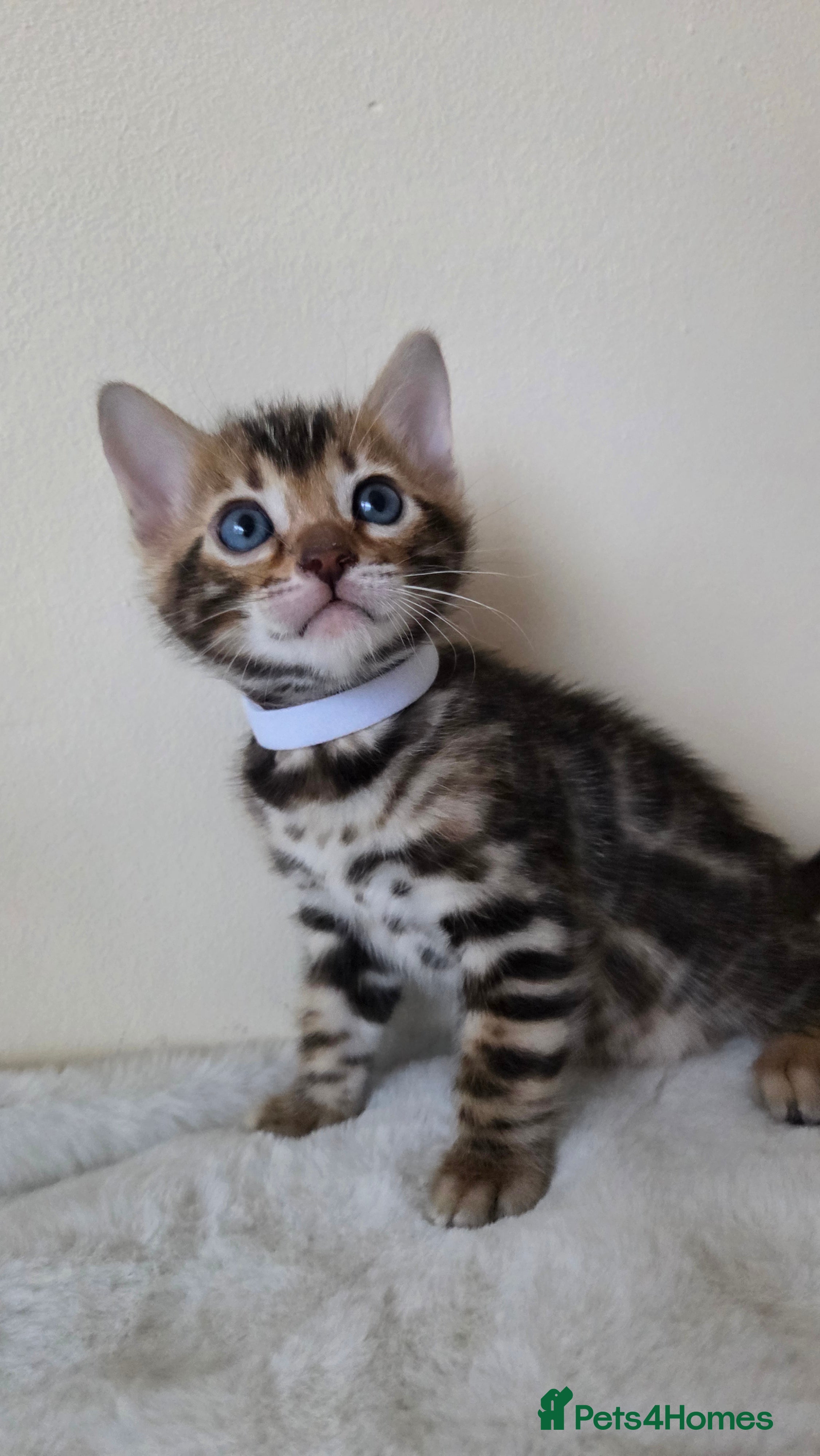 Bengal cats TICA-registered Bengal kitten available, last one! - Advert 2
