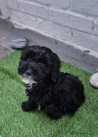 Cavapoo dogs - Advert 1