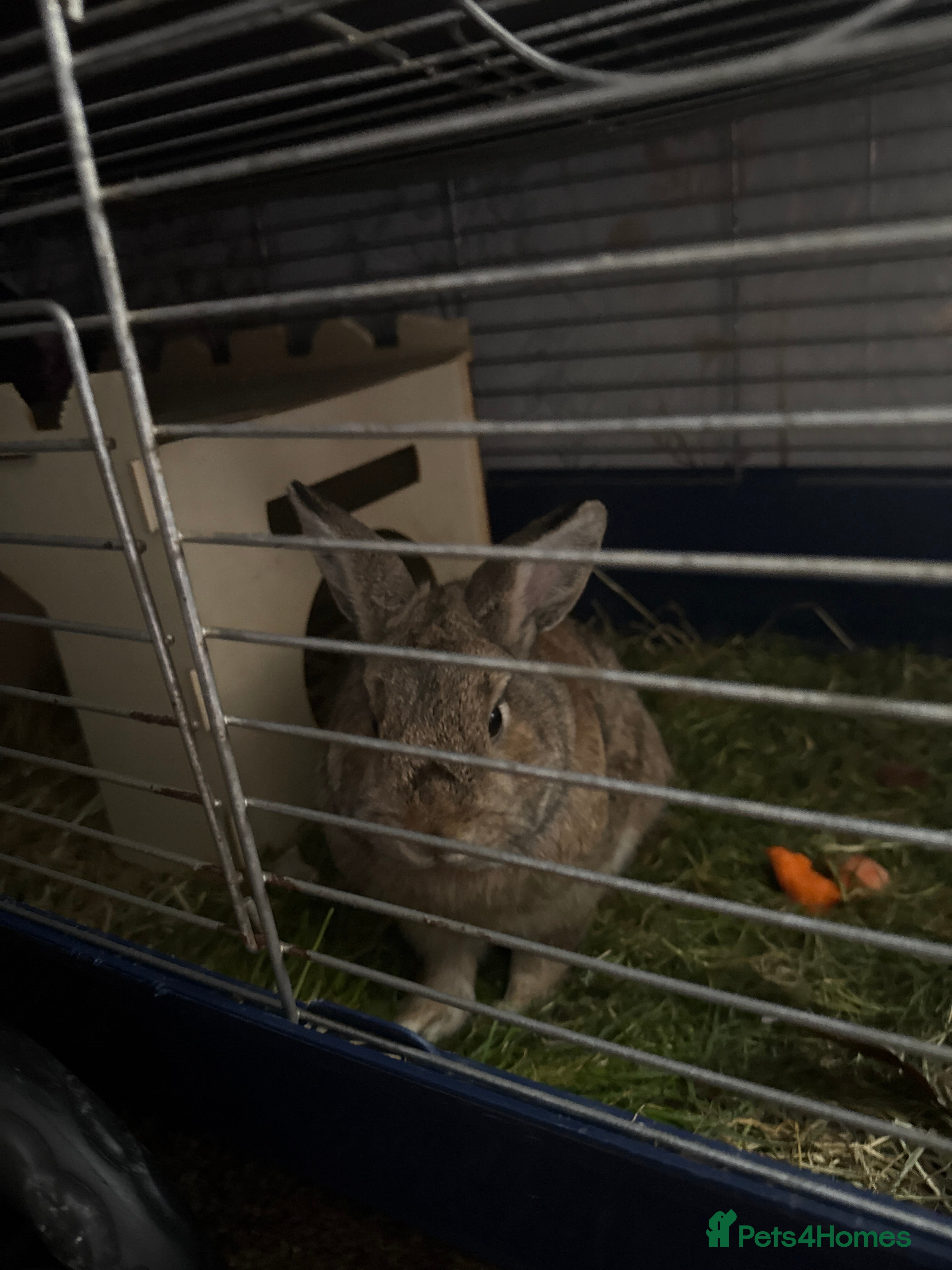 Mixed Breed rabbits Bobis - Advert 5