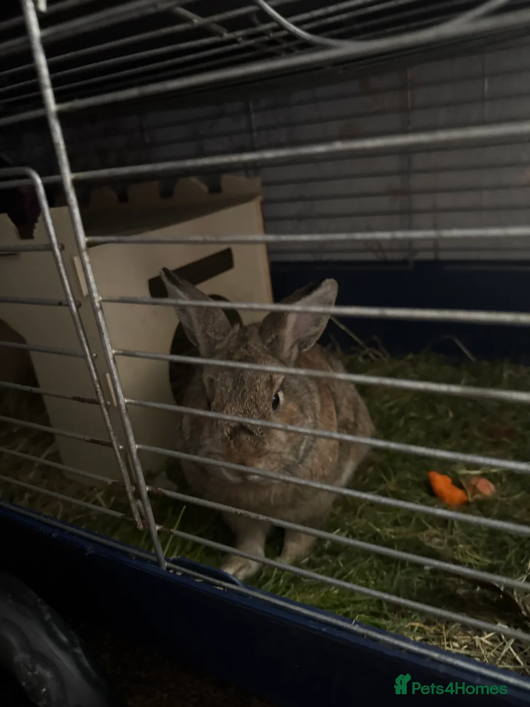 Mixed Breed rabbits for sale: Bobis - Advert 1