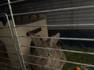 Mixed Breed rabbits Bobis - Advert 5