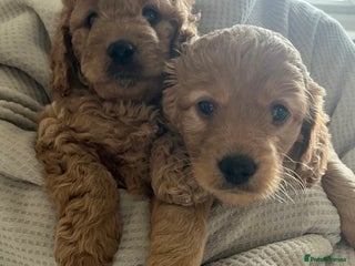 Cockapoo dogs 🌸gorgeous Cockapoo puppies - Advert 3