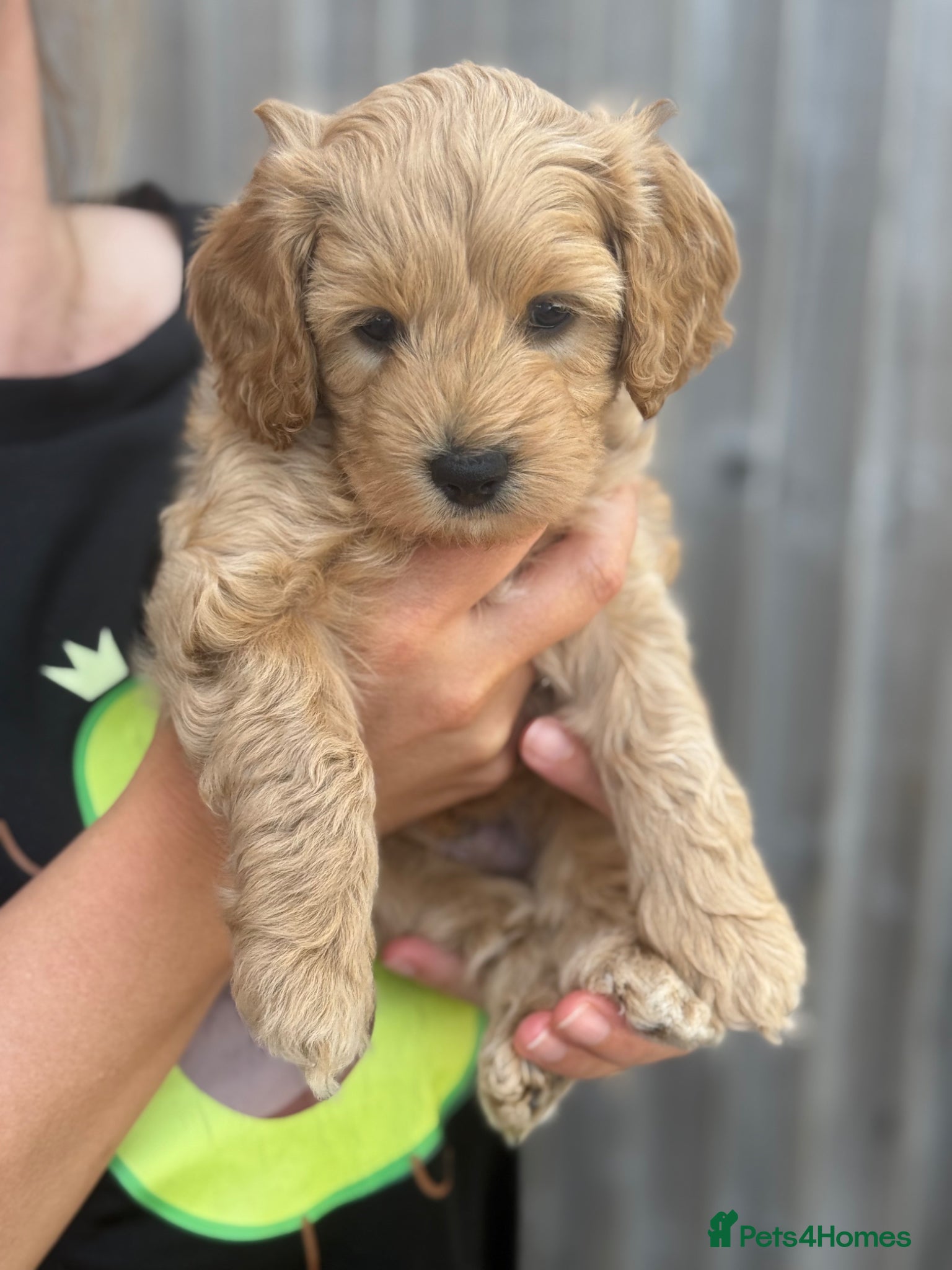 Cockapoo dogs 3 Toy Cockapoo Puppies Looking for Forever Homes! - Advert 15