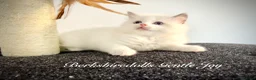 Ragdoll cats for sale: Gorgeous kittens with true ragdoll character - Advert 26