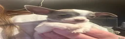 Chihuahua dogs for sale: 3 beautiful baby chihuahuas  - Advert 4