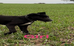 Lurcher dogs for sale: Bull x lurcher pups for sale - Image 6