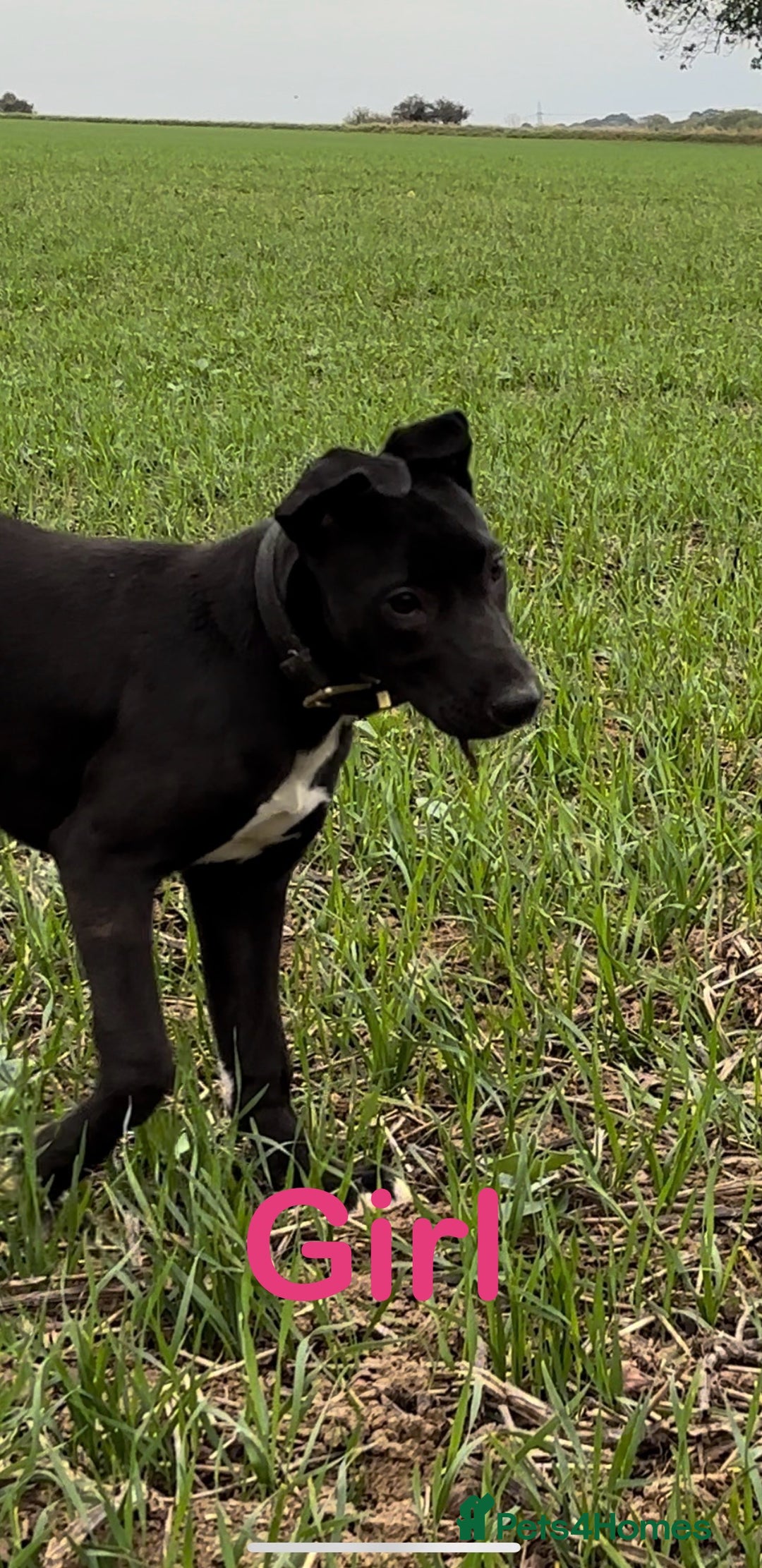 Lurcher dogs for sale: Bull x lurcher pups for sale - Image 6