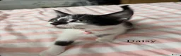 Mixed Breed cats for sale: 2 Male and 2Female kittens  in Hayes - Advert 9