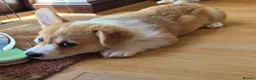 Welsh Corgi Pembroke dogs for sale: KC Registered Welsh Corgi Pembroke puppies in Horsham - Advert 4