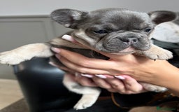 French Bulldog dogs for sale: Well bred French Bulldog Puppies  - Image 18