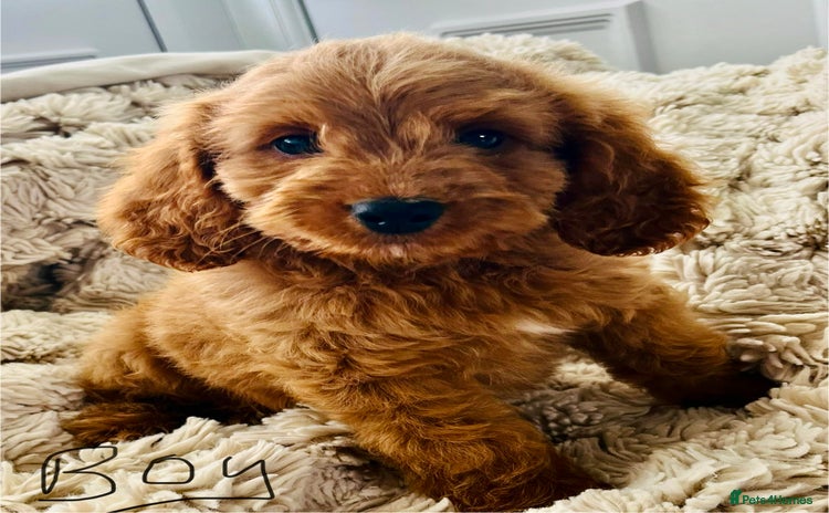 Cockapoo dogs - Advert 9