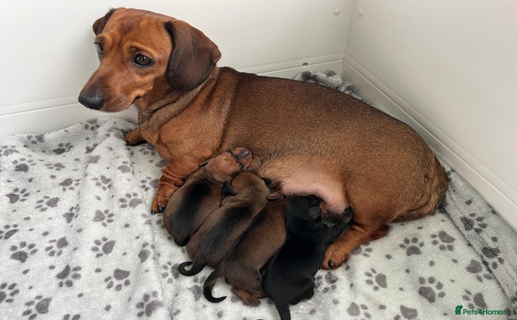 Miniature Dachshund dogs Miniature smooth hair dachshund puppies for sale - Advert 1