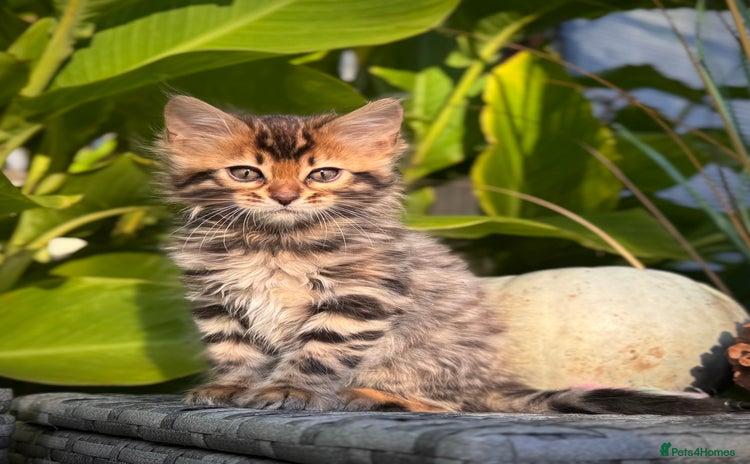 Bengal cats - Advert 1