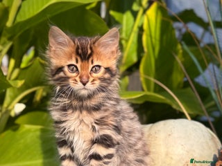 Bengal cats - Advert 4