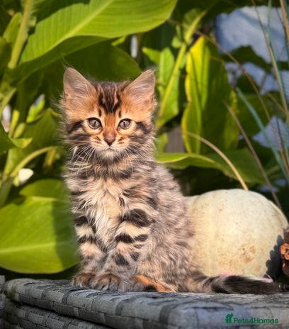 Bengal cats - Advert 1
