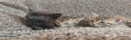 Mixed Breed cats for sale: Kittens for sale  - Advert 22