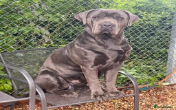Cane Corso dogs for sale: Urgent! Stunning boy looking for a new home! - Image 2