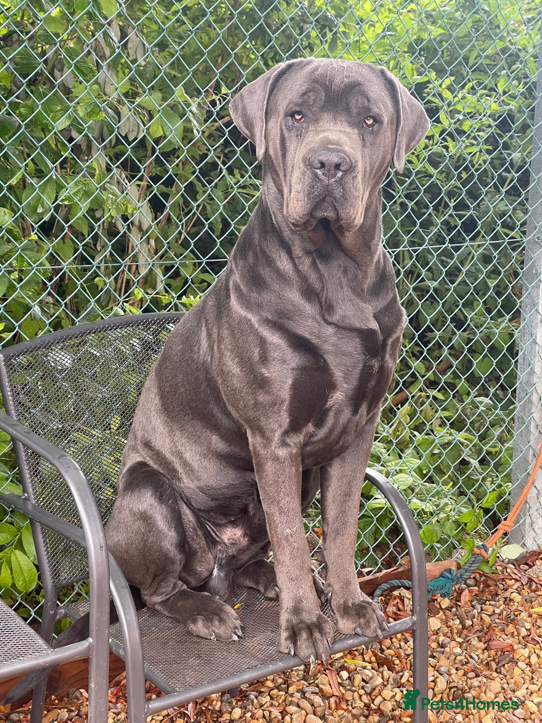 Cane Corso dogs for sale: Urgent! Stunning boy looking for a new home! - Image 2