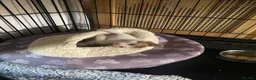 Domestic Shorthair cats for sale: Stray kittens for adoption - Advert 7