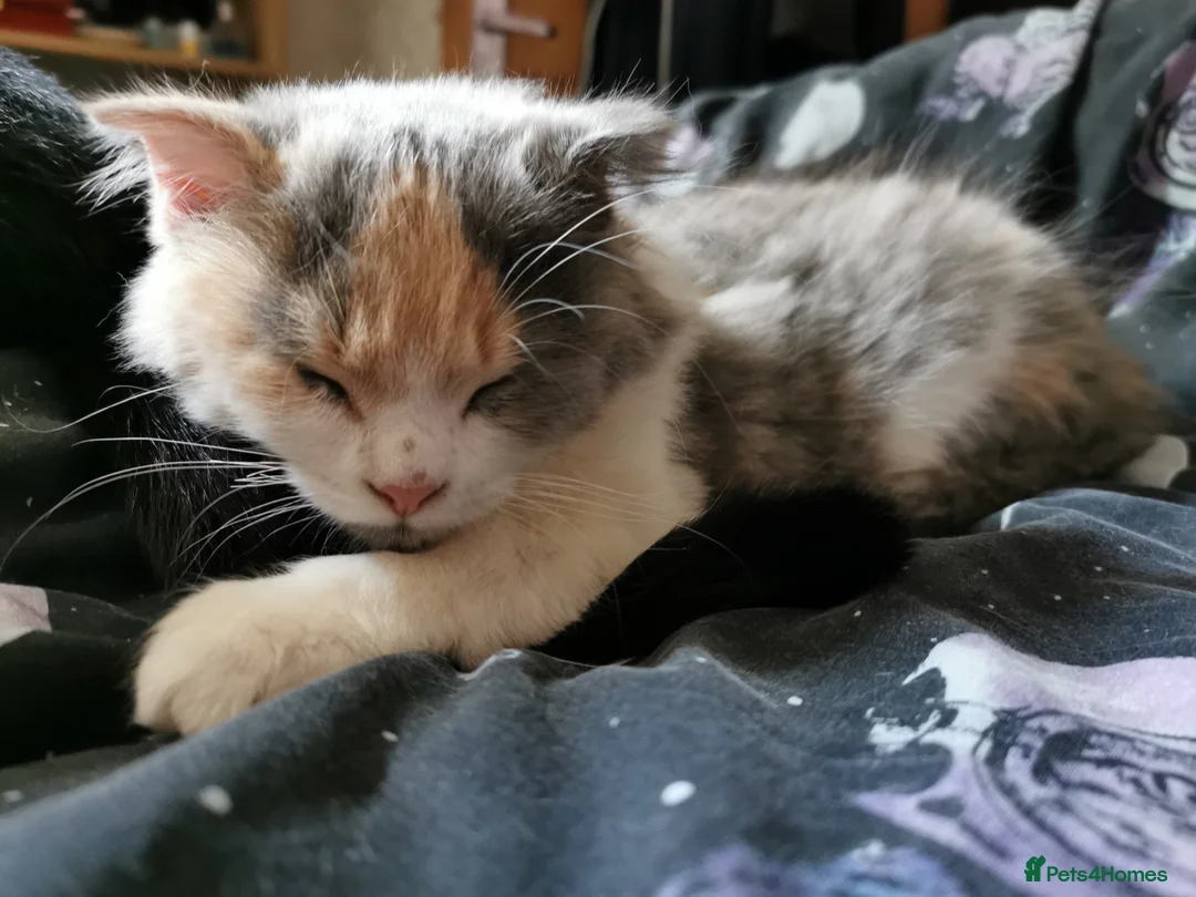 Scottish Fold cats for sale: Female longhair diluted calico Scottish fold  - Advert 10