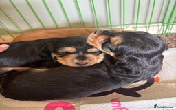 Cocker Spaniel dogs for sale: Beautiful Cocker Spaniels  - Image 4