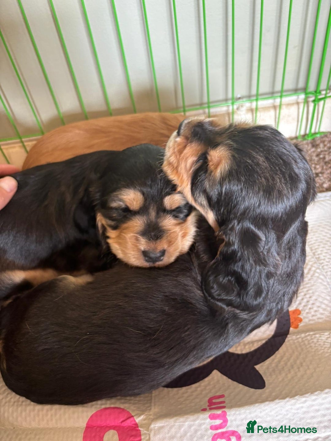 Cocker Spaniel dogs for sale: Beautiful Cocker Spaniels  - Image 4