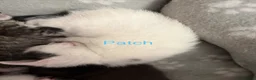 Mixed Breed cats for sale: Kittens for sale  - Advert 6