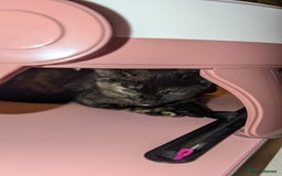 British Longhair cats for sale: Kittens are ready to go  - Image 22