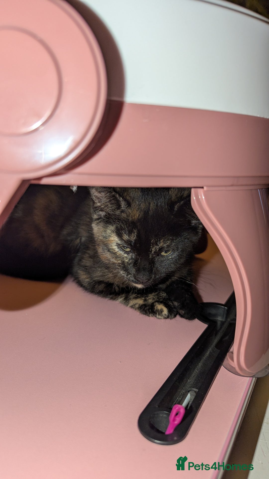 British Longhair cats for sale: Kittens are ready to go  - Image 22