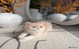 British Shorthair cats for sale: Lilac Golden British Shorthair kitten 🤍 - Advert 14