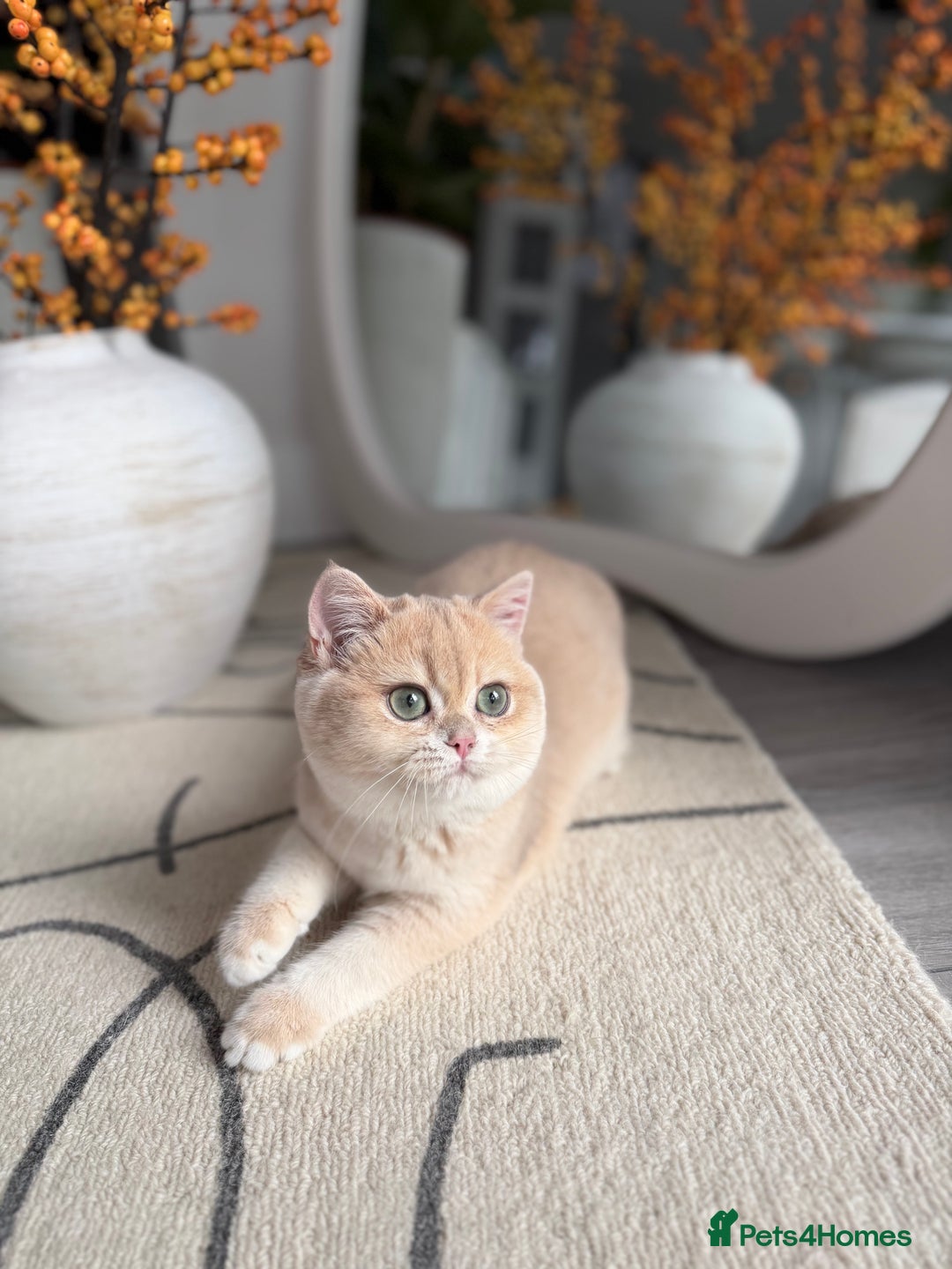 British Shorthair cats for sale: Lilac Golden British Shorthair kitten 🤍 - Advert 14