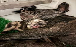 French Bulldog dogs for sale: French bulldog puppies  - Image 11