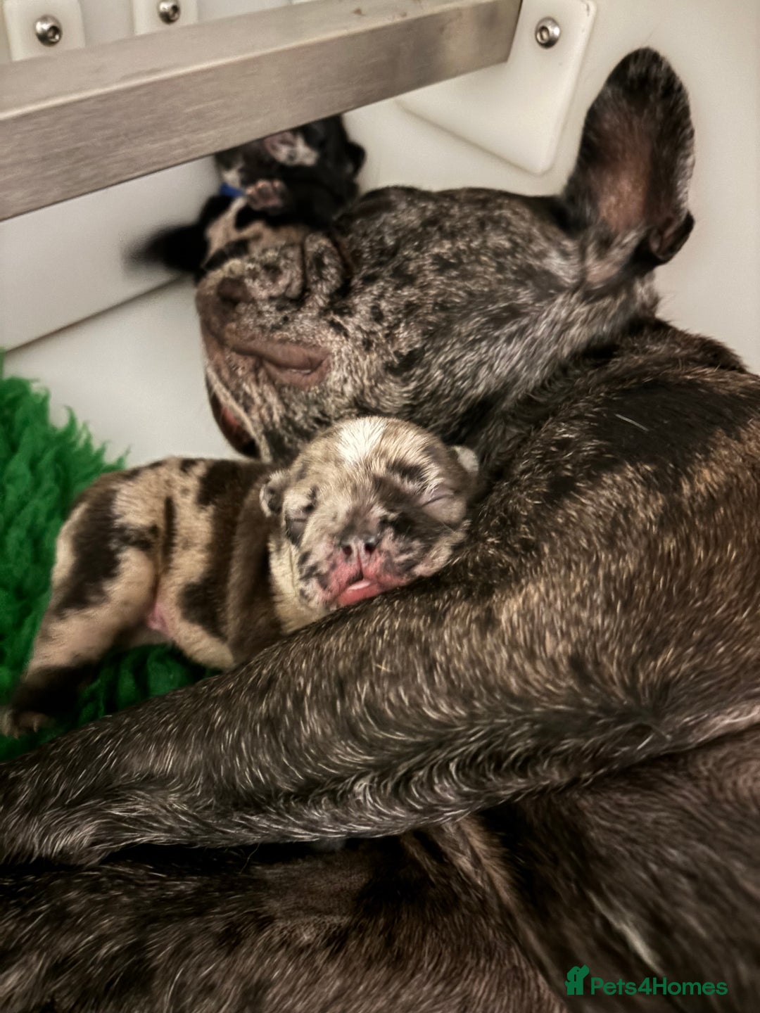 French Bulldog dogs for sale: French bulldog puppies  - Image 11