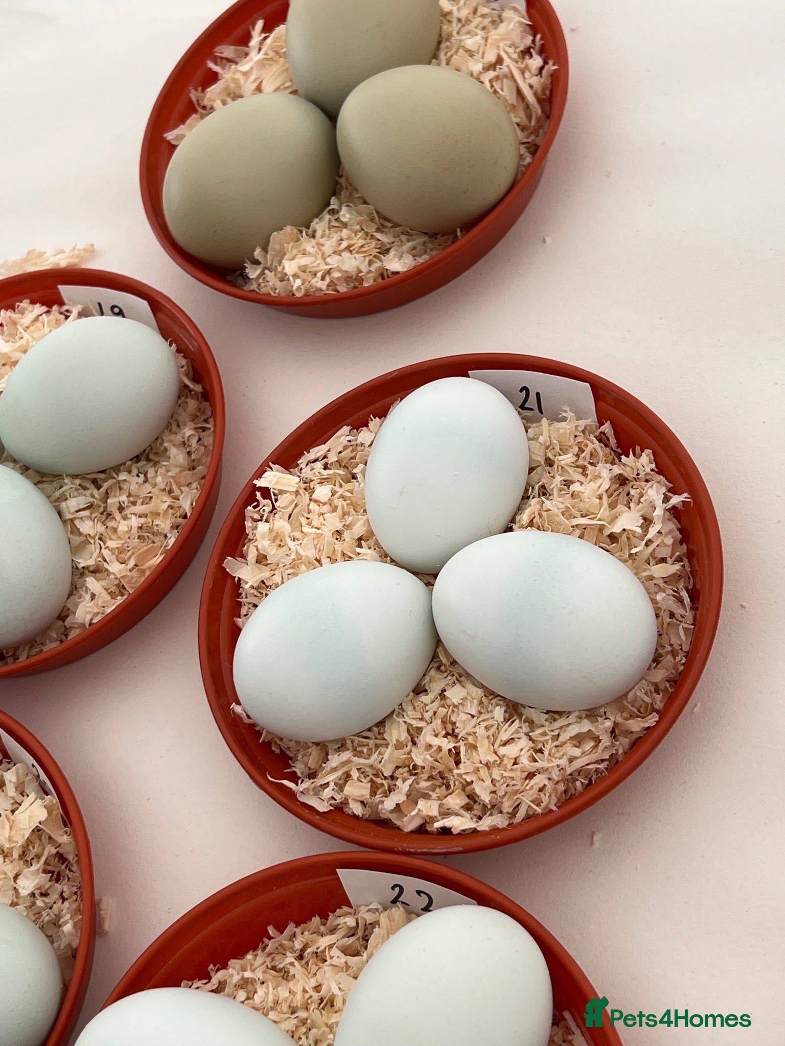 Chickens poultry Cream legbar pair blue egg layers  - Advert 2