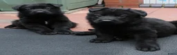 German Shepherd dogs for sale: GERMAN SHEPHERD PUPPIES 🐶  - Advert 1
