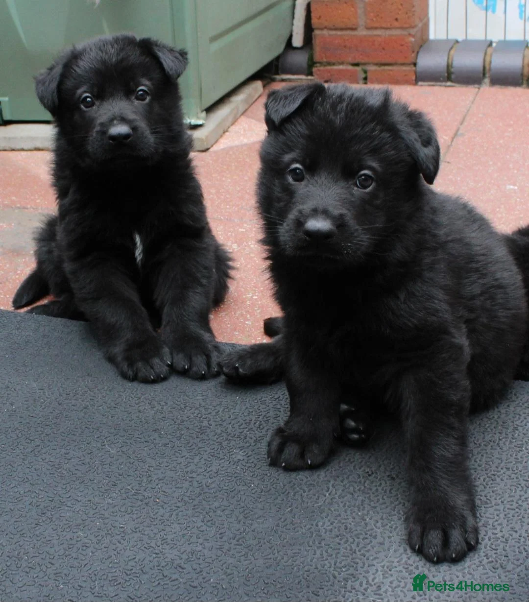 German Shepherd dogs for sale: GERMAN SHEPHERD PUPPIES 🐶  - Advert 1