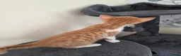 Mixed Breed cats for sale: Beautiful kittens looking for their forever homes  - Advert 26
