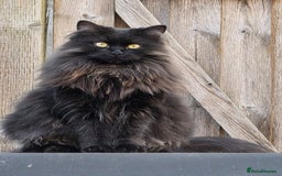 Mixed Breed cats for sale: 3 little black/brown beautiful kittens  - Image 8
