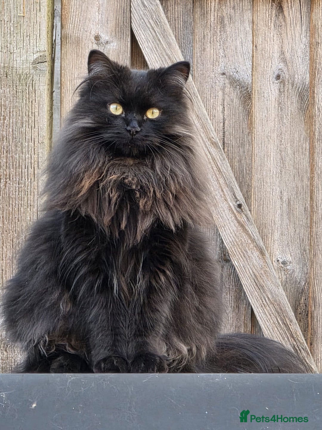 Mixed Breed cats for sale: 3 little black/brown beautiful kittens  - Image 8