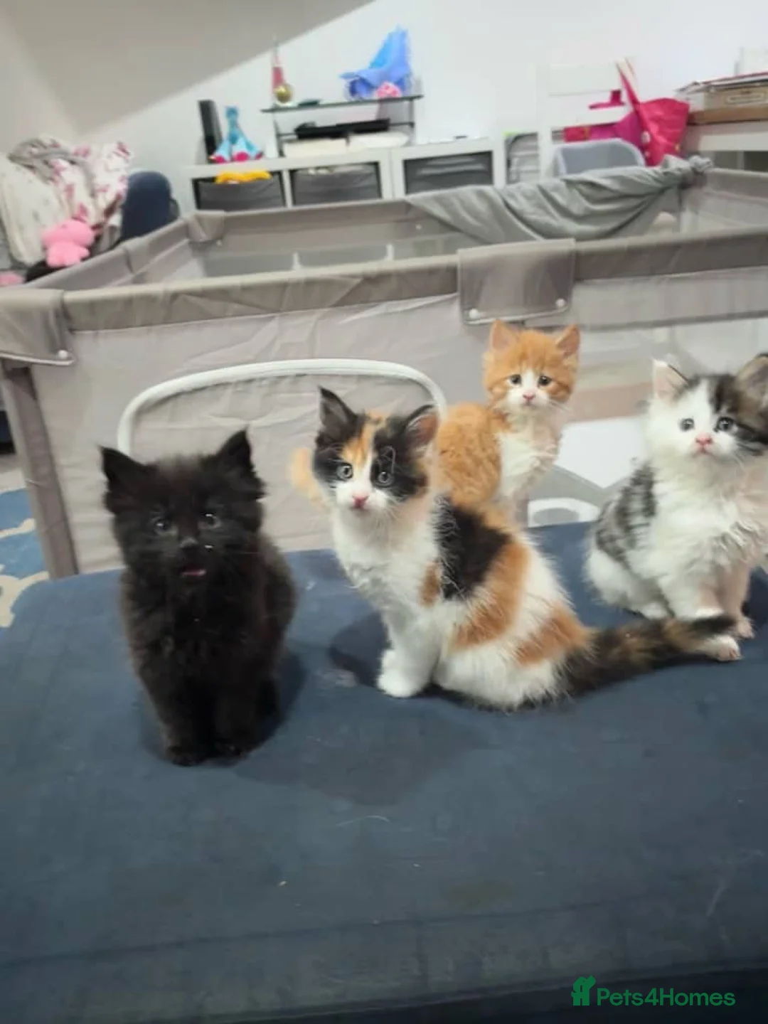 Maine Coon cats for sale: 3/4 MaineCoon - 1/4 Turkish Van kittens - Advert 1