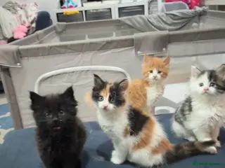 Maine Coon cats 3/4 MaineCoon - 1/4 Turkish Van kittens - Advert 1