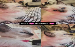 Ragdoll cats for sale: Beautiful Ragdolls Parents health tested 💖 - Image 4