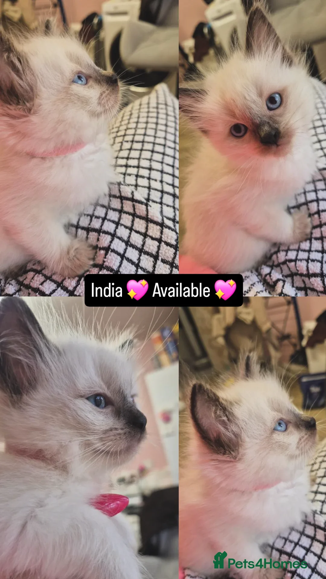 Ragdoll cats for sale: Beautiful Ragdolls Parents health tested 💖 - Image 4