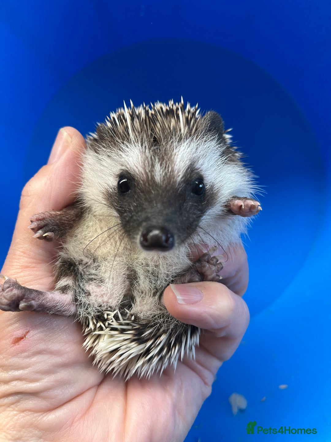 Pygmy Hedgehog rodents for sale: Baby African pygmy hedgehog babies ready now  - Image 6