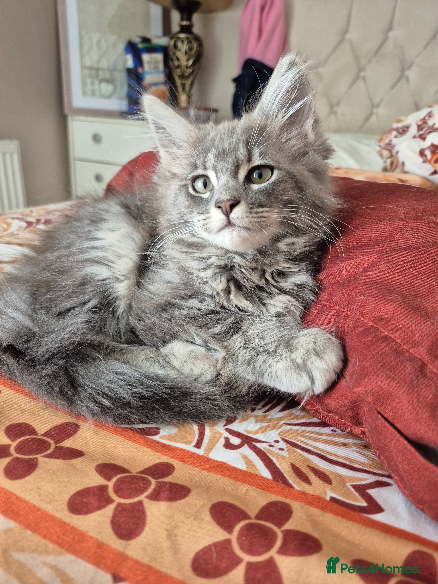 Mixed Breed cats Mainecoon x ragdoll kittens £650 ono - Advert 20