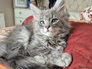 Mixed Breed cats Mainecoon x ragdoll kittens £650 ono - Advert 20