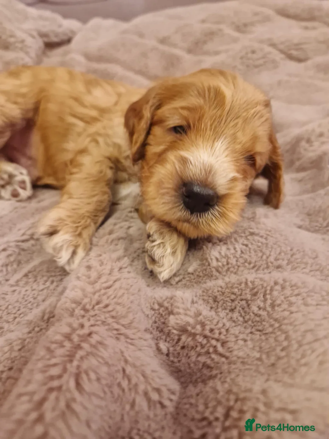 Cockapoo dogs for sale: F2 Cockapoo Puppies - Advert 33