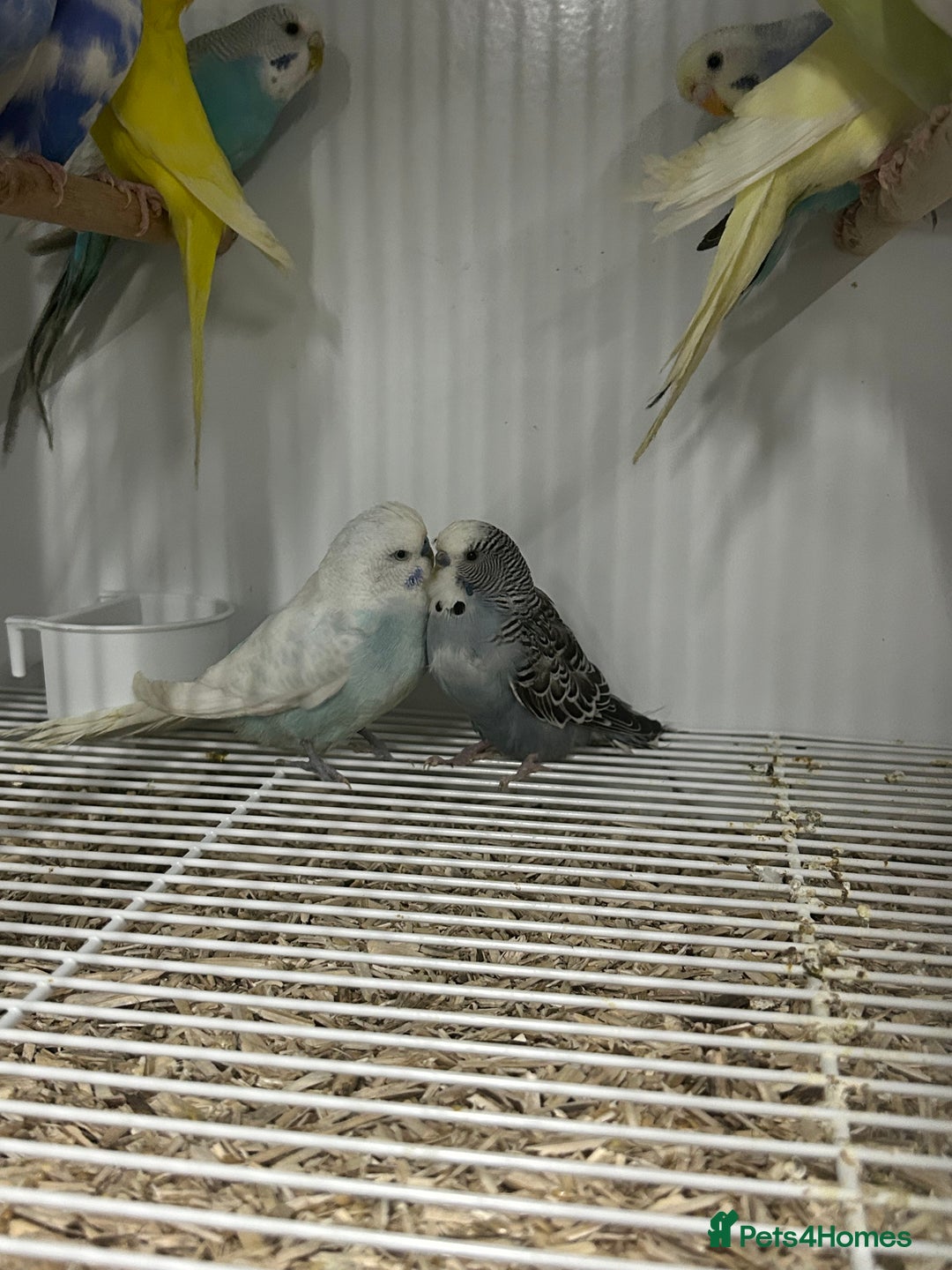 Budgerigars birds for sale: Various Stunning Mixed Baby Budgies  - Advert 5