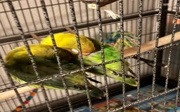 Lovebirds birds for sale: Lovebirds 12 weeks old  - Image 5