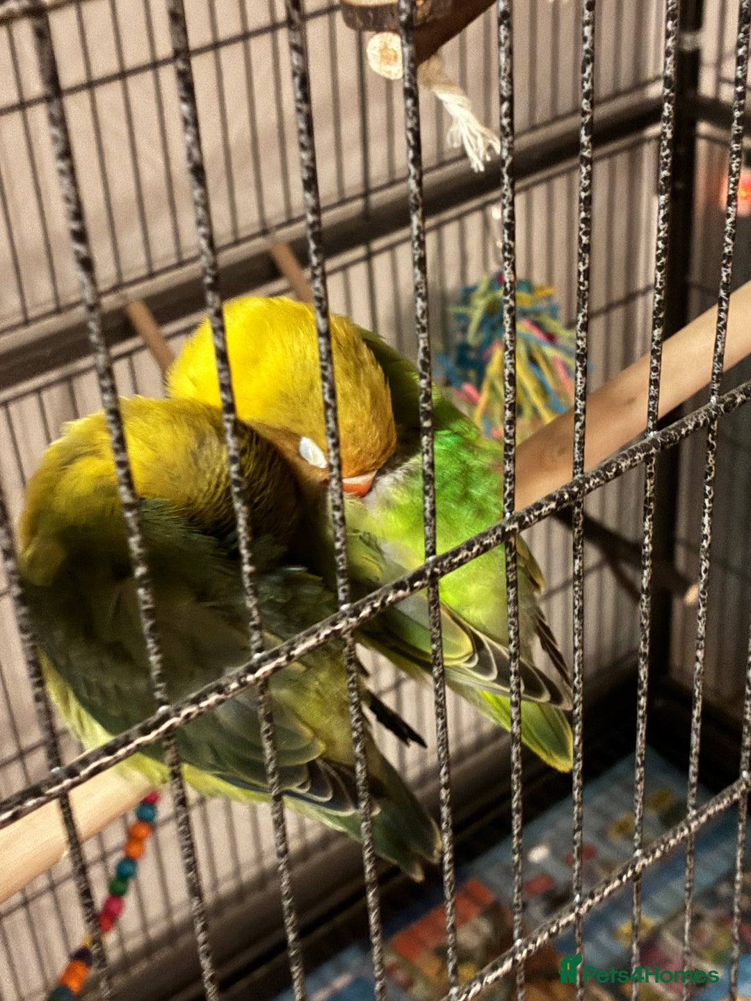 Lovebirds birds for sale: Lovebirds 12 weeks old  - Image 5